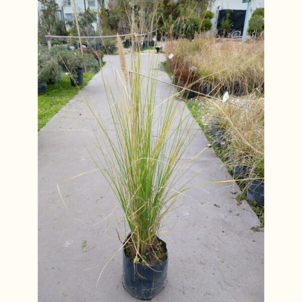 Las Pennisetum rupelli se emplean como ornamental por sus flores (espigas) y su follaje para formar setos bajos y macizo.