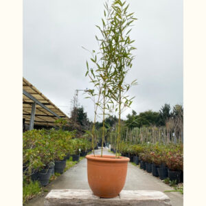 La planta Caña de bambú, posee hojas perennes y alcanza gran altura, por lo que se utiliza para delimitar espacios, como cerco vivo.