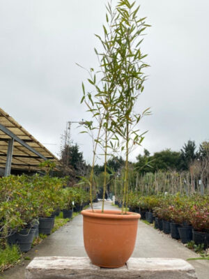 La planta Caña de bambú, posee hojas perennes y alcanza gran altura, por lo que se utiliza para delimitar espacios, como cerco vivo.