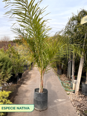 La Palmera Pindó es una palmera originaria de Sudamérica. Por sus características es ideal para un jardín con pleno sol.
