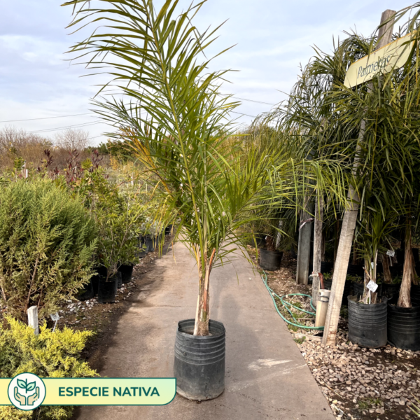 La Palmera Pindó es una palmera originaria de Sudamérica. Por sus características es ideal para un jardín con pleno sol.