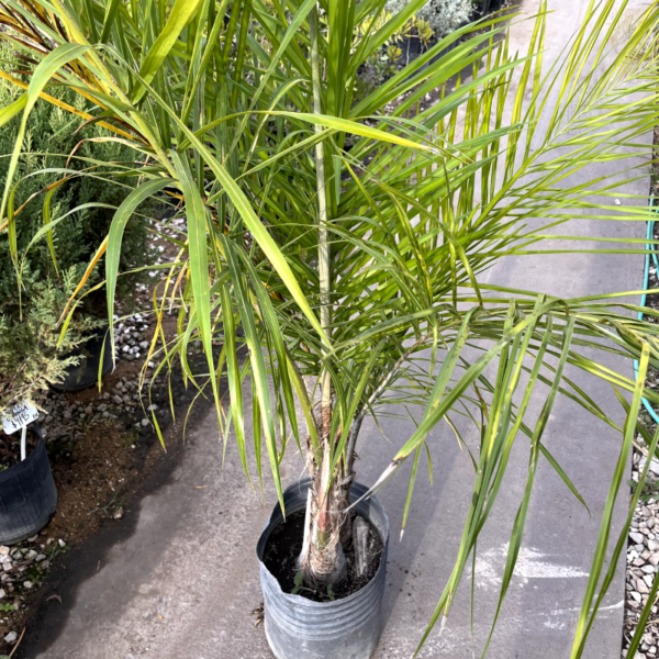 La Palmera Pindó es una palmera originaria de Sudamérica. Por sus características es ideal para un jardín con pleno sol.