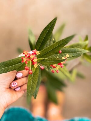 La Asclepia es un subarbusto de hoja perenne que produce flores rojas y amarillas. Es famosa por ser la planta que atrae mariposas monarca.