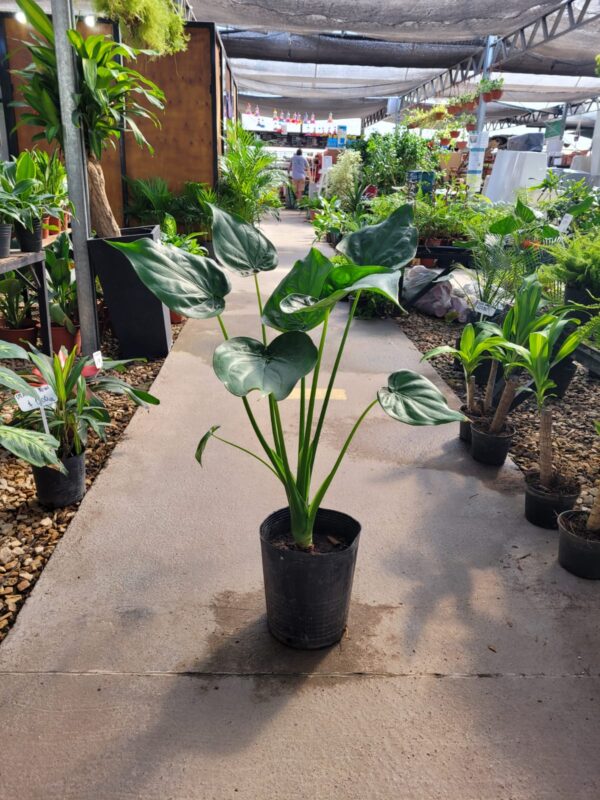 La Alocasia Corazón, con sus imponentes hojas con forma de corazón, es estupenda para la ambientación de áreas interiores o exteriores.