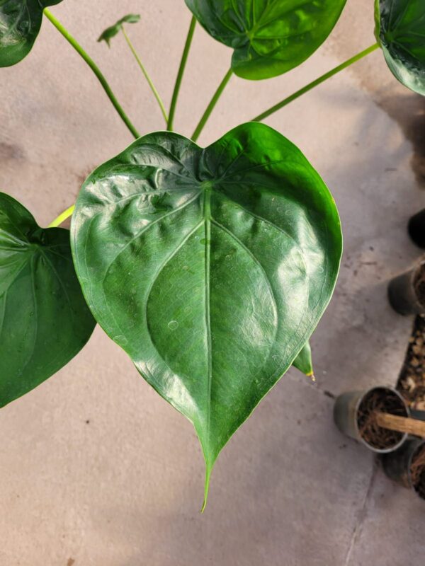 La Alocasia Corazón, con sus imponentes hojas con forma de corazón, es estupenda para la ambientación de áreas interiores o exteriores.