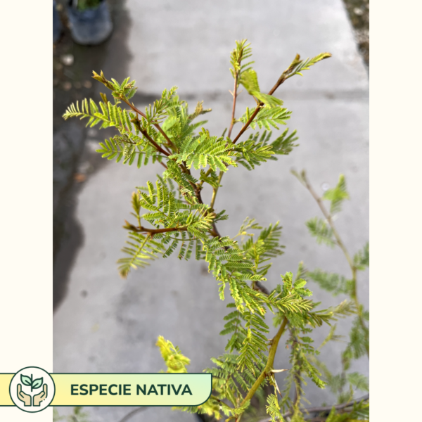 El acacia cavens, comúnmente llamado espinillo o aromo, es un arbusto que se cultiva como especie ornamental y como cerco defensivo.