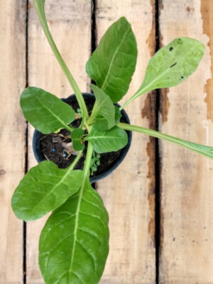 La Acelga es otra de las hortalizas que no puede faltar en tu huerta o jardín. Es ideal para el uso de sus hojas en la cocina.
