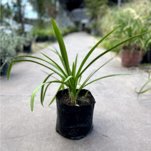 agapanthus - Vivero Agronomía