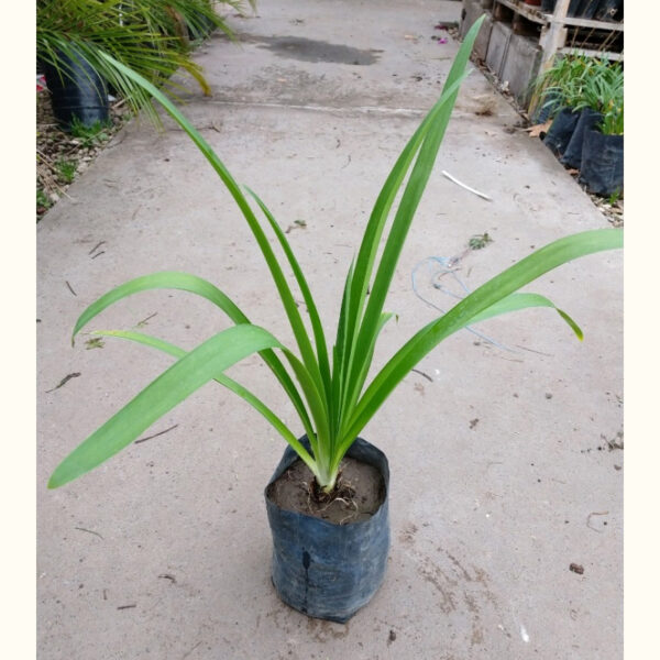 El Agapanthus se caracterizan por su larga vara floral que al final posee una inflorescencia que puede variar del blanco al lila.