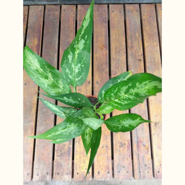 La aglaonema se caracteriza por una gran resistencia para sobrevivir en lugares poco luminosos lo que la hace ideal como planta de interior.