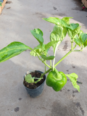 El ají morrón es una planta herbácea que se consume como verdura cruda o cocida, ideal para armar una huerta en casa con poco espacio.