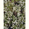 El aliso (Alyssum) tiene un tamaño reducido y sus flores blancas decoran perfectamente cualquier espacio del jardín.