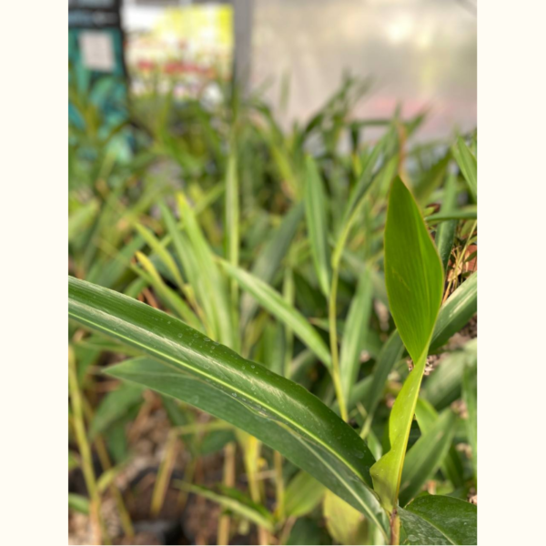 La Alpinia es una planta perenne con hojas muy llamativas de color verde brillante siendo un decorativo muy especial para cualquier jardín.