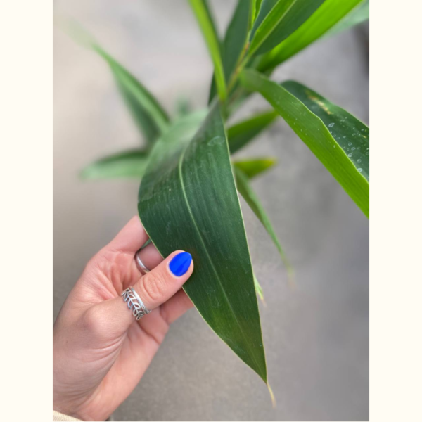 La Alpinia es una planta perenne con hojas muy llamativas de color verde brillante siendo un decorativo muy especial para cualquier jardín.