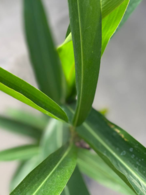 La Alpinia es una planta perenne con hojas muy llamativas de color verde brillante siendo un decorativo muy especial para cualquier jardín.