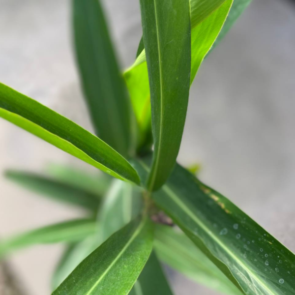 La Alpinia es una planta perenne con hojas muy llamativas de color verde brillante siendo un decorativo muy especial para cualquier jardín.