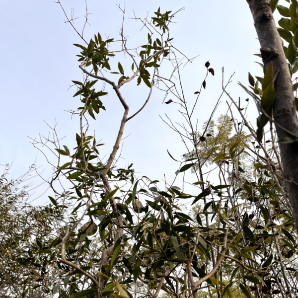 El anacahuita es un árbol de tronco oscuro, grueso y con follaje de color verde brillante. Se suele usar en jardines y veredas.