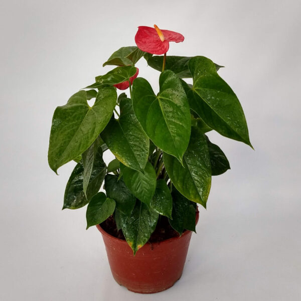 El Anthurium es una planta cuya inflorescencia de color rojo intenso con forma de corazón la hace perfecta como decoración para interiores.