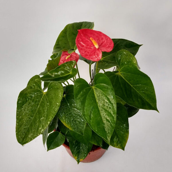 El Anthurium es una planta cuya inflorescencia de color rojo intenso con forma de corazón la hace perfecta como decoración para interiores.