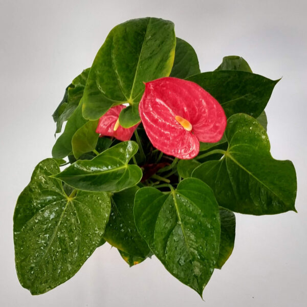 El Anthurium es una planta cuya inflorescencia de color rojo intenso con forma de corazón la hace perfecta como decoración para interiores.