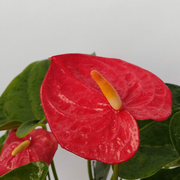 El Anthurium es una planta cuya inflorescencia de color rojo intenso con forma de corazón la hace perfecta como decoración para interiores.