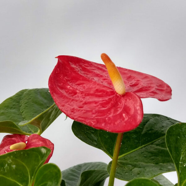 El Anthurium es una planta cuya inflorescencia de color rojo intenso con forma de corazón la hace perfecta como decoración para interiores.