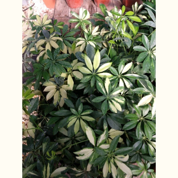 La Aralia variegada destaca por sus hojas lustrosas color verde con patrones amarillos-blancos. Es ideal para decoración de interiores