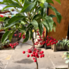 La Ardisia crispa es una planta ideal para ambientar interiores debido a su curiosa forma y el color presente en sus vistosos frutos.