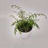 El asplenium bulbiferum, también llamado piko piko, es una de las plantas más habituales en la decoración de interiores.