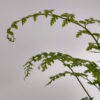 El asplenium bulbiferum, también llamado piko piko, es una de las plantas más habituales en la decoración de interiores.