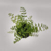 El asplenium bulbiferum, también llamado piko piko, es una de las plantas más habituales en la decoración de interiores.