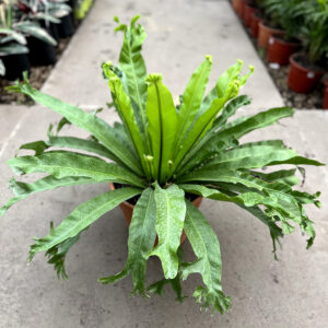 El asplenium Nidus Avis es ideal para cualquier interior bien luminoso por sus pocos cuidados. Posee hojas de hasta 1 metro, lo que la hace tan llamativa.