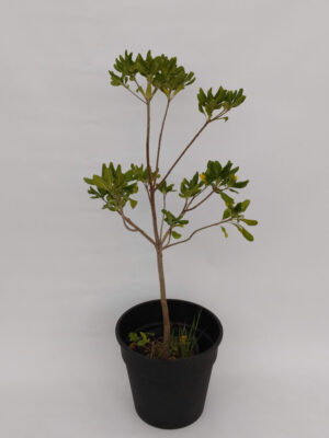 El azarero tiene hojas muy decorativas, lo que lo hacen ideal para jardines urbanos, por su belleza y tolerancia a la contaminación.