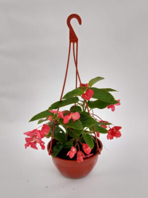 La Begonia Dragón es una planta con flores muy atractivas de colores rojos brillantes, ideral para adornar tu hogar.