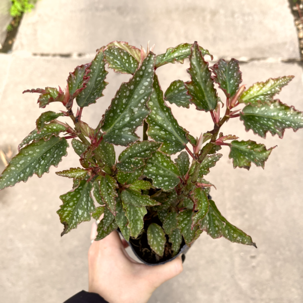 begonia cascada - Vivero Agronomía