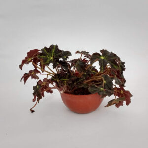 La Begonia Cleopatra destaca por sus hojas color verde claro y matices marrones o bronceados. Es perfecta para adornar galerías e interiores.