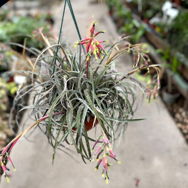 La Billbergia es una planta herbácea originaria de países de Sudamérica. Posee hojas largas, estrechas y acintadas, de color verde oscuro brillante.