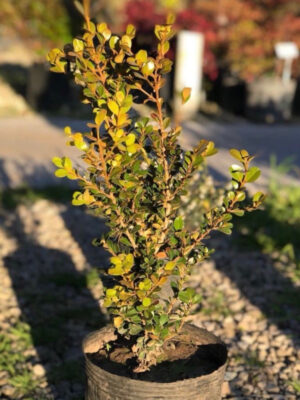 El Buxus sempervirens es un arbusto de hoja perenne, es decir, que se mantiene siempre verde durante todo el año. Ideal para tu jardín.