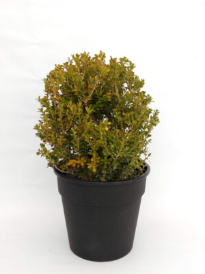 El Buxus bocha es un arbusto de hoja perenne. Su color intenso y su forma son ideales para decorar tu jardin.