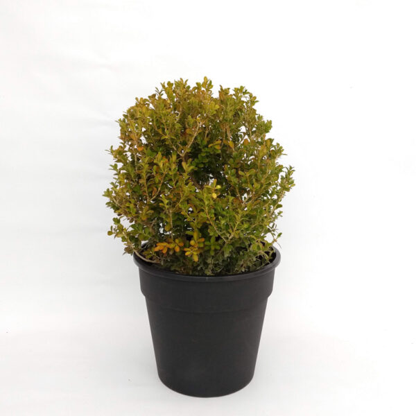 El Buxus bocha es un arbusto de hoja perenne. Su color intenso y su forma son ideales para decorar tu jardin.