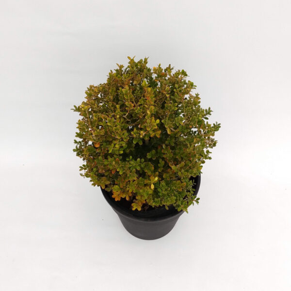 El Buxus bocha es un arbusto de hoja perenne. Su color intenso y su forma son ideales para decorar tu jardin.