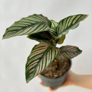 La Calathea mil rayas es originaria de los bosques tropicales de Sudamérica, muy utilizada para decorar interiores.