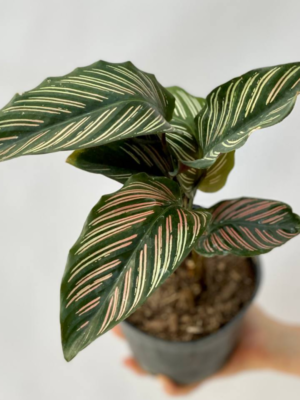 La Calathea mil rayas es originaria de los bosques tropicales de Sudamérica, muy utilizada para decorar interiores.