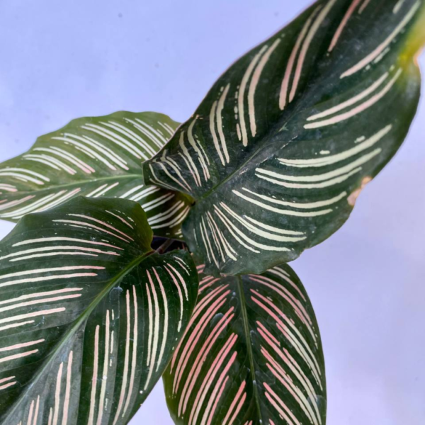 La Calathea mil rayas es originaria de los bosques tropicales de Sudamérica, muy utilizada para decorar interiores.