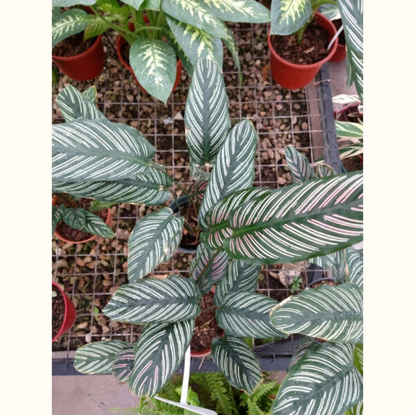 La Calathea mil rayas es originaria de los bosques tropicales de Sudamérica, muy utilizada para decorar interiores.