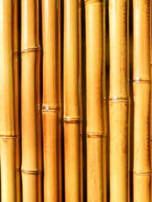 La Caña quemada es ideal para dar sostén a los distintos tipos de plantas de nuestro jardín y para decoración de balcones y terrazas.