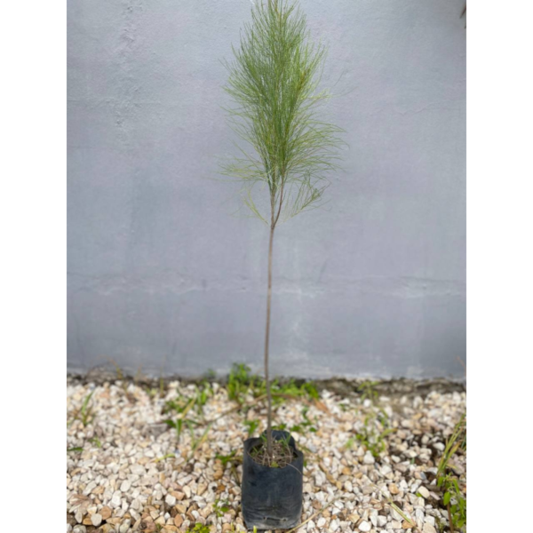 El género Casuarina incluye 15 especies de árboles originarios de Australia, Asia y algunas islas del océano Pacífico. Recibe los nombres vulgares de Roble de río, Pino australiano y Casuarina.