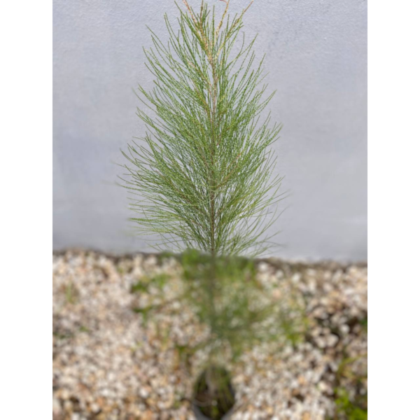 El género Casuarina incluye 15 especies de árboles originarios de Australia, Asia y algunas islas del océano Pacífico. Recibe los nombres vulgares de Roble de río, Pino australiano y Casuarina.