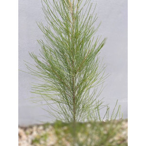 El género Casuarina incluye 15 especies de árboles originarios de Australia, Asia y algunas islas del océano Pacífico. Recibe los nombres vulgares de Roble de río, Pino australiano y Casuarina.