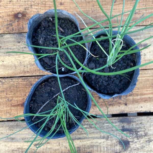 El ciboulette es una planta perenne perteneciente a la familia de las aliáceas, como el ajo y la cebolla y se utiliza como condimento.